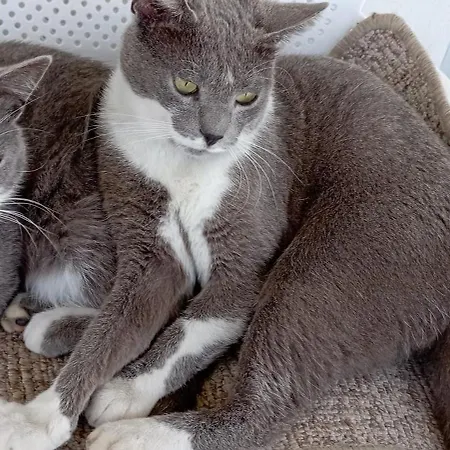 Apartament Summer House In Corfu Town Mantouki